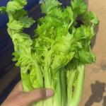 KCM-Four Seasons Big Meat Celery Seeds Four Seasons Sowing High Yield Balcony Greenhouse Vegetable Seeds 1000seeds