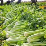KCM-Four Seasons Big Meat Celery Seeds Four Seasons Sowing High Yield Balcony Greenhouse Vegetable Seeds 1000seeds